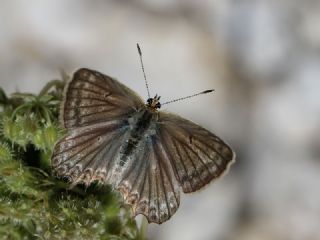 okgzl Dafnis (Polyommatus daphnis)