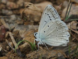 okgzl Dafnis (Polyommatus daphnis)