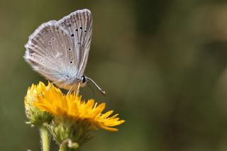 okgzl Dafnis (Polyommatus daphnis)