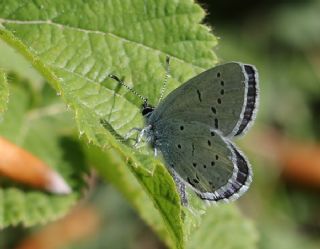 Fransz Everesi (Cupido alcetas)