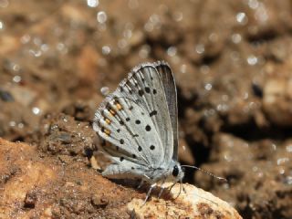 Himalaya Mavisi (Pseudophilotes vicrama)