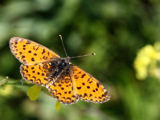 Gzel parhan (Melitaea trivia)