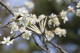 Erik Krlangkuyruk (Iphiclides podalirius)