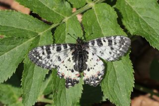 Kafkas Fistosu (Zerynthia caucasica)