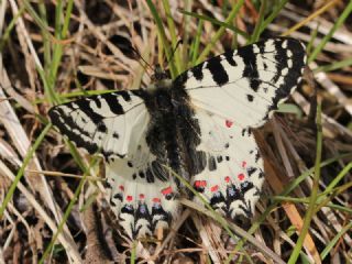 Kafkas Fistosu (Zerynthia caucasica)