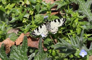 Kafkas Fistosu (Zerynthia caucasica)