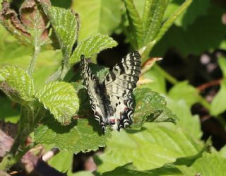 Kafkas Fistosu (Zerynthia caucasica)