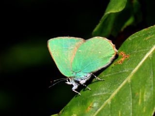 Zmrt (Callophrys rubi)