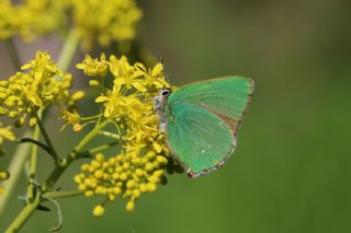 Zmrt (Callophrys rubi)