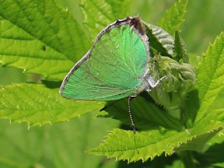Zmrt (Callophrys rubi)