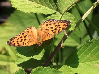 Brtlen Brentisi (Brenthis daphne)