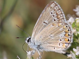 okgzl Meneke Mavisi (Polyommatus thersites)