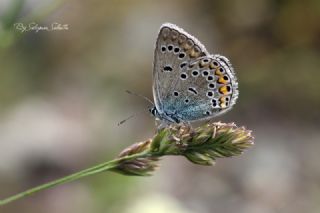 okgzl Amanda (Polyommatus amandus)