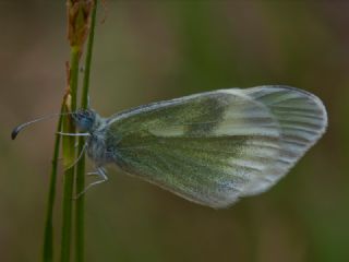 Doulu Narin Orman Beyaz (Leptidea duponcheli)