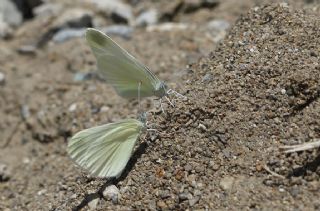 Doulu Narin Orman Beyaz (Leptidea duponcheli)