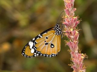 Sultan (Danaus chrysippus)