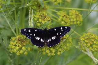 Akdeniz Hanmeli Kelebei (Limenitis reducta)