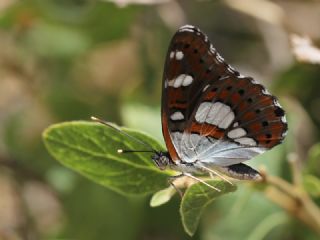 Akdeniz Hanmeli Kelebei (Limenitis reducta)