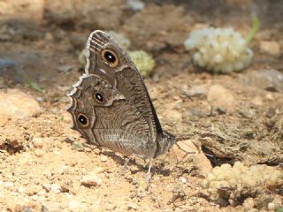 Beyaz Bandl Karamelek (Hipparchia parisatis)