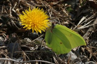 Orakkanat (Gonepteryx rhamni)