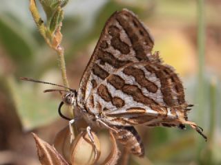 eytanck (Cigaritis acamas)