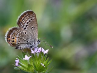 Mcevher Kelebei (Chilades trochylus)