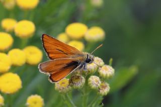 Sar Antenli Zpzp (Thymelicus sylvestris)