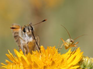 Sar Antenli Zpzp (Thymelicus sylvestris)