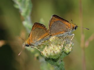 Sar Antenli Zpzp (Thymelicus sylvestris)