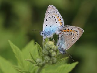 okgzl Amanda (Polyommatus amandus)