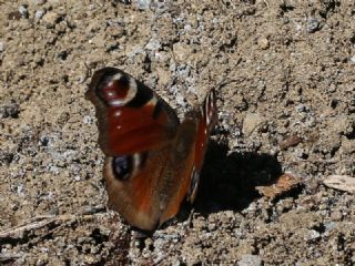 Tavus Kelebei (Inachis io)