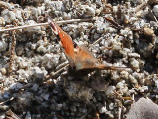 Tavus Kelebe�i&nbsp;(Inachis&nbsp;io)