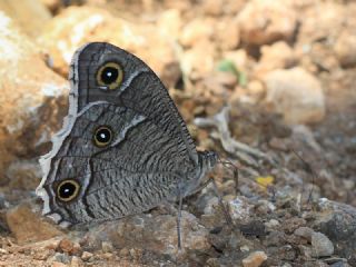 Beyaz Bandl Karamelek (Hipparchia parisatis)