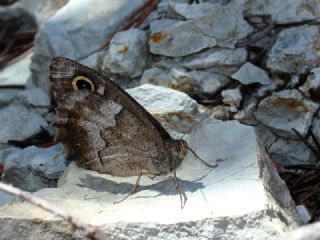 Aa Karamelei (Hipparchia statilinus)