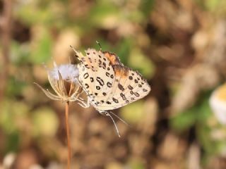 Akdeniz eytanc (Cigaritis cilissa)