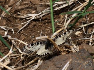 Yalanc Apollo (Archon apollinus)