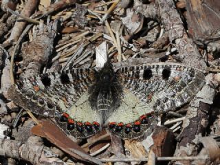 Yalanc Apollo (Archon apollinus)