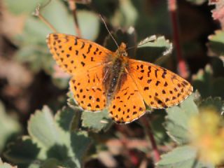 Balkan Meneke Kelebei (Boloria graeca)