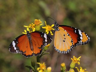 Sultan (Danaus chrysippus)