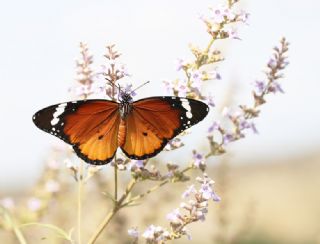 Sultan (Danaus chrysippus)