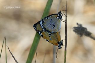 Sultan (Danaus chrysippus)