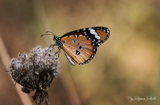Sultan (Danaus chrysippus)