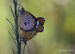 Sultan (Danaus chrysippus)
