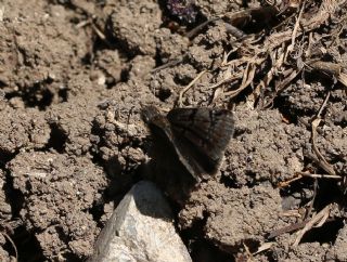 Kara Zpzp (Erynnis marloyi)