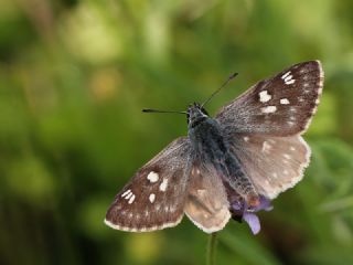 Minik Sevbeni (Satyrium acaciae)