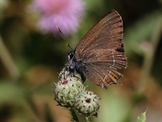 Byk Sevbeni (Satyrium ilicis)