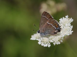 Gzel Sevbeni (Satyrium spini)