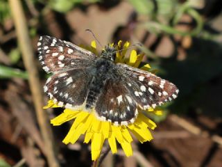 Ege Zpzp (Pyrgus melotis)