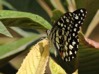 Nusaybin Gzeli (Papilio demoleus)