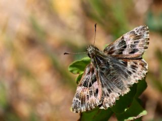 Hatmi Zpzp (Carcharodus alceae)